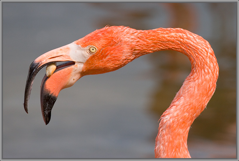 photo "***" tags: nature, wild animals
