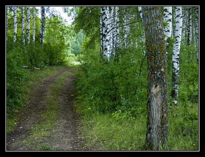 photo "***" tags: landscape, forest, summer