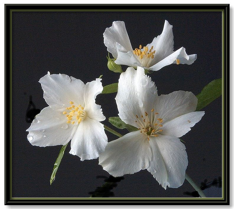 фото "philadelphus coronarius" метки: природа, цветы