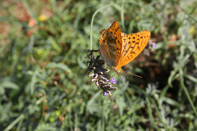 photo "***" tags: nature, insect