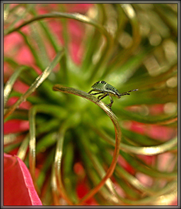 photo "Moebius's loop" tags: nature, macro and close-up, insect
