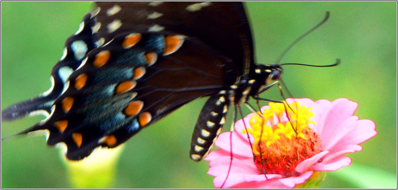 photo "***" tags: nature, macro and close-up, insect