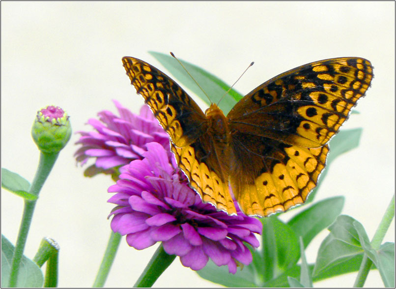 photo "Solo" tags: nature, macro and close-up, insect