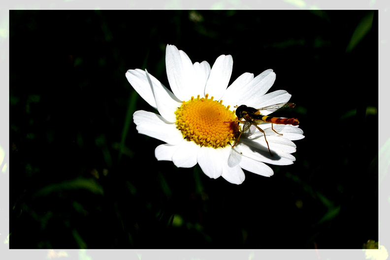 photo "***" tags: nature, macro and close-up, flowers