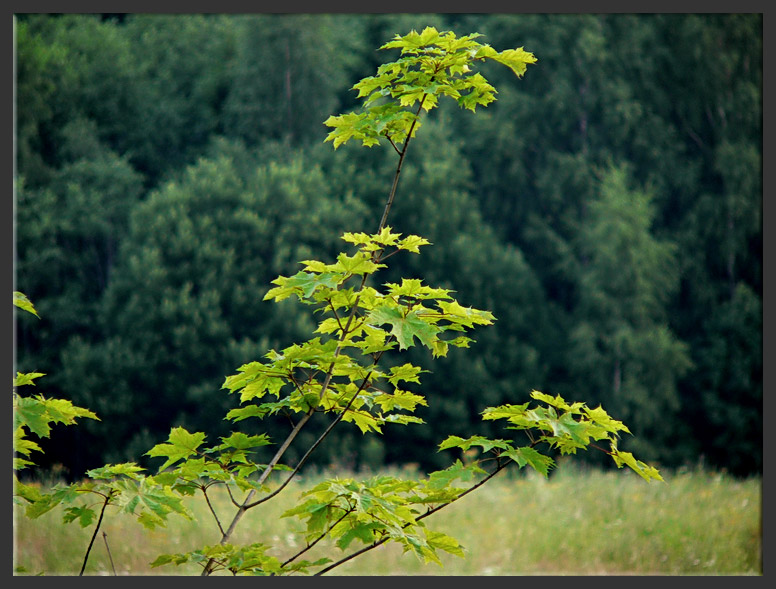 фото "***" метки: природа, 