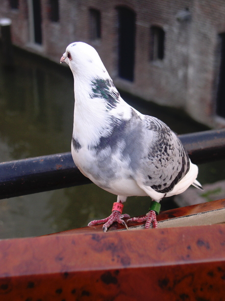 photo "Ringed bird" tags: travel, Europe