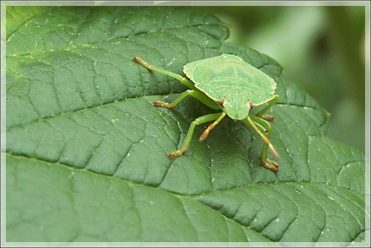 photo "Bug" tags: nature, insect