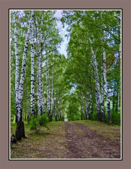 photo "***" tags: landscape, forest, summer