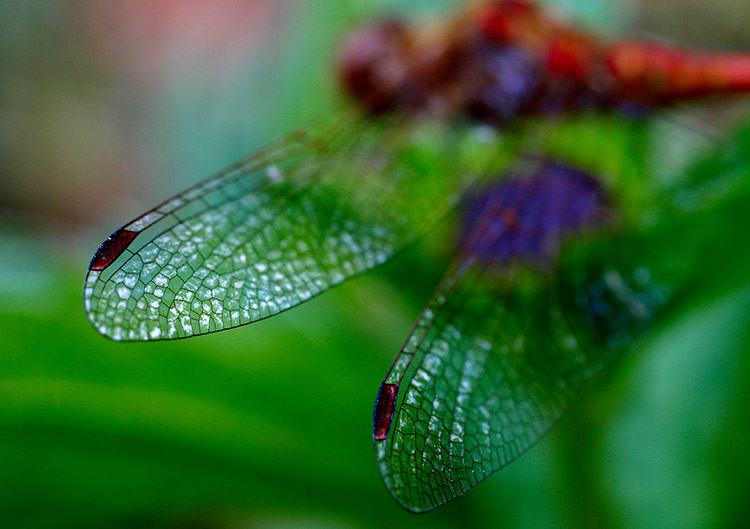 photo "dragon - fly" tags: macro and close-up, 