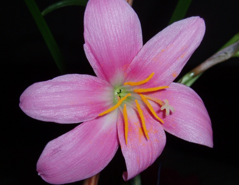 photo "***" tags: macro and close-up, nature, flowers