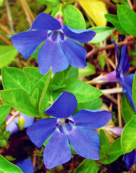 photo ""Periwinkle "" tags: nature, flowers