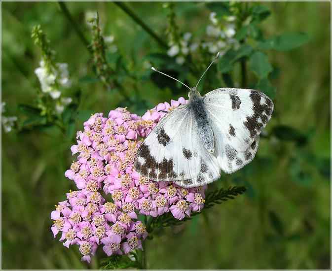 photo "* * *" tags: nature, macro and close-up, insect
