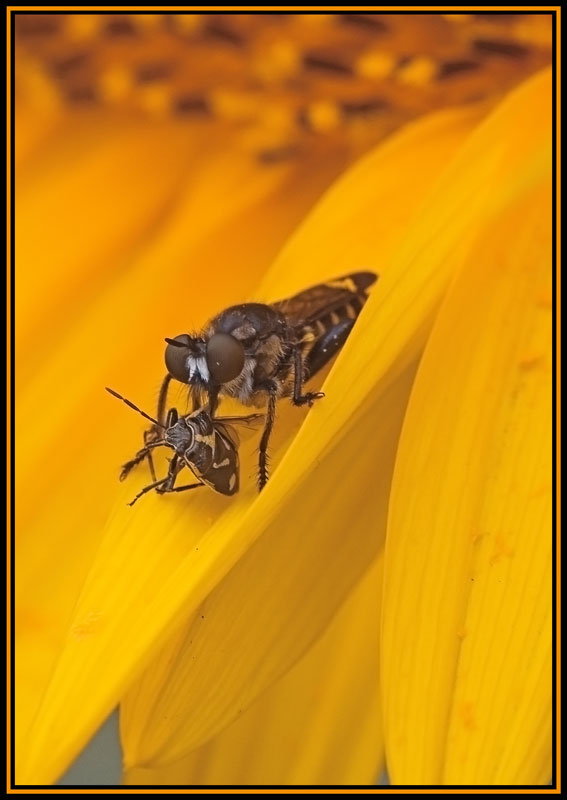 фото "В уголок поволок..." метки: макро и крупный план, природа, насекомое