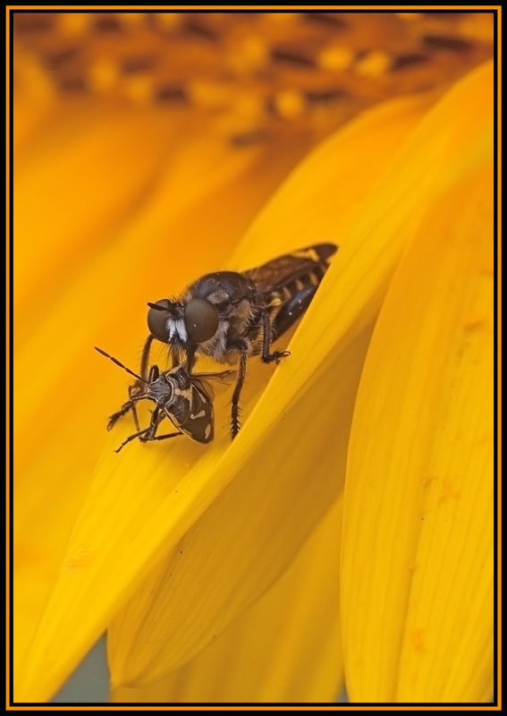 photo "***" tags: macro and close-up, nature, insect