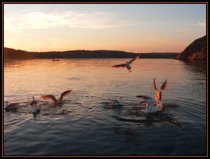 photo "red seagulls" tags: landscape, water