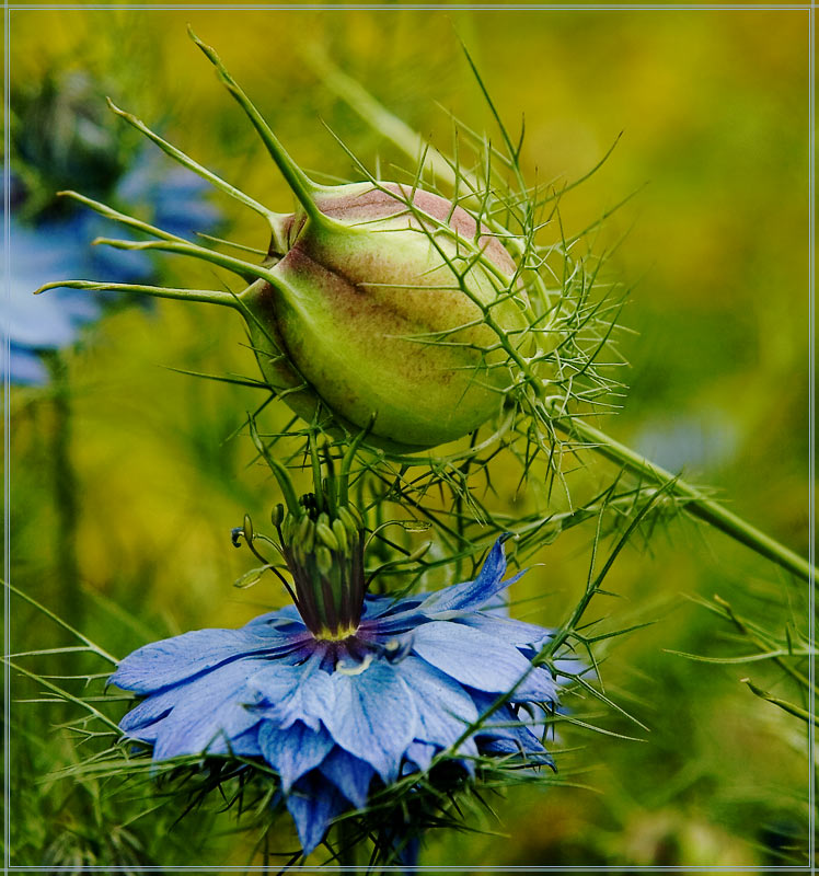 photo "* * *" tags: nature, flowers