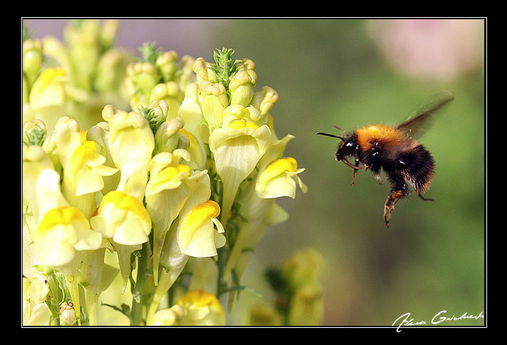 photo "bumblebee" tags: macro and close-up, nature, insect