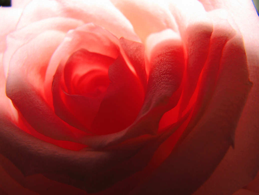 фото "rose" метки: природа, цветы