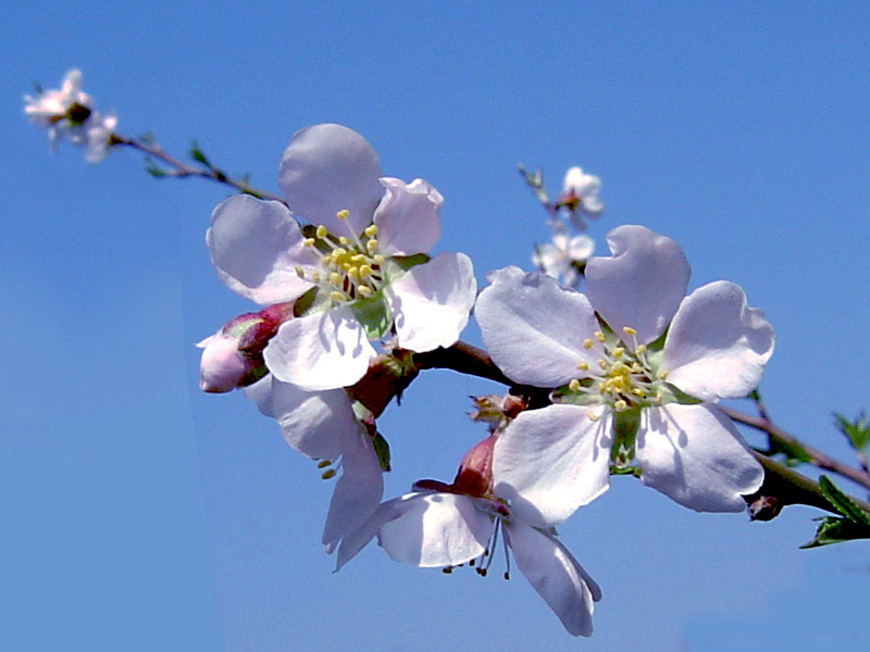 photo "Blooming" tags: landscape, spring