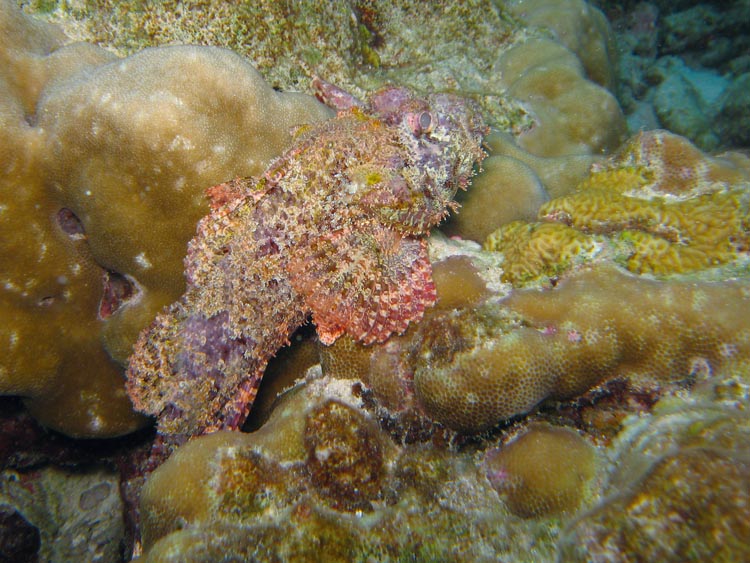 photo "Waiting in ambush" tags: underwater, nature, 