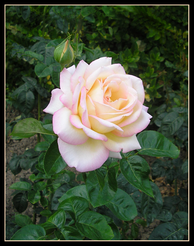 photo "***" tags: nature, flowers