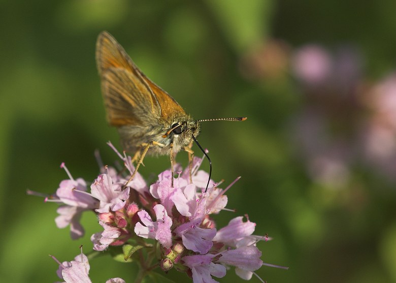 photo "***" tags: nature, macro and close-up, insect