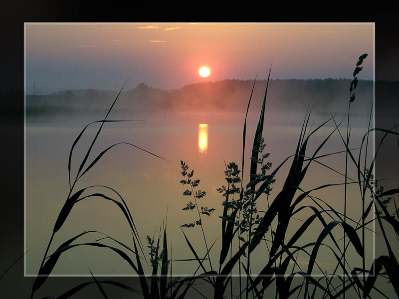 photo "***" tags: landscape, nature, flowers, sunset