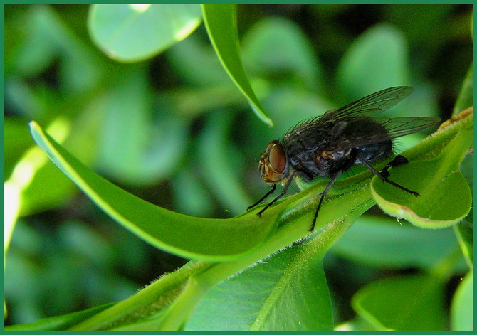 photo "муха" tags: nature, macro and close-up, insect