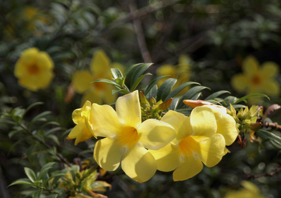 photo "***" tags: nature, flowers