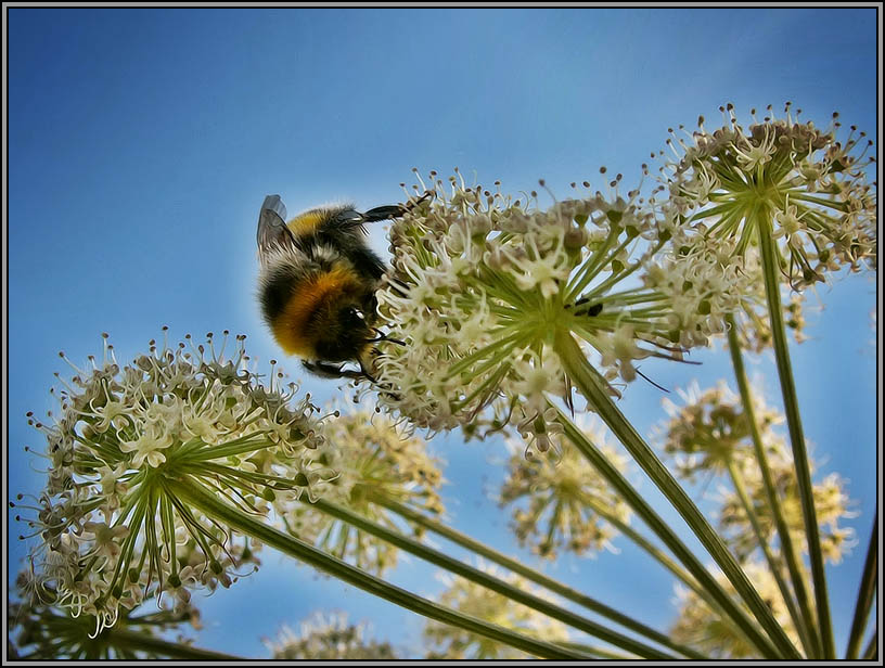 photo "Shaggy bumblebee" tags: macro and close-up, nature, insect