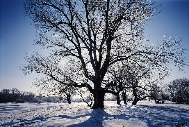 photo "***" tags: landscape, forest, winter