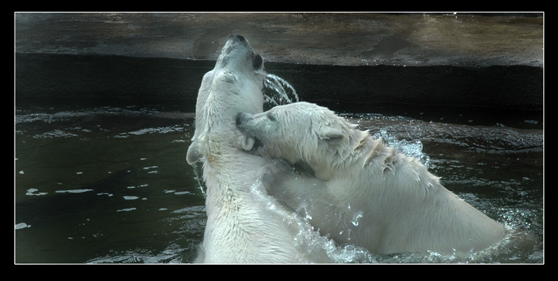 photo "***" tags: nature, wild animals