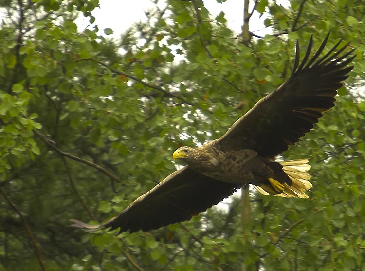 photo "Fly!!" tags: nature, wild animals