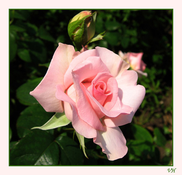 photo "The Rose" tags: nature, macro and close-up, flowers
