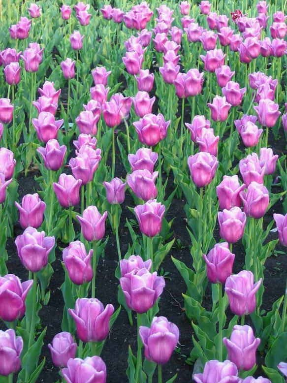 фото "Стройные шеренги тюльпанов" метки: природа, цветы