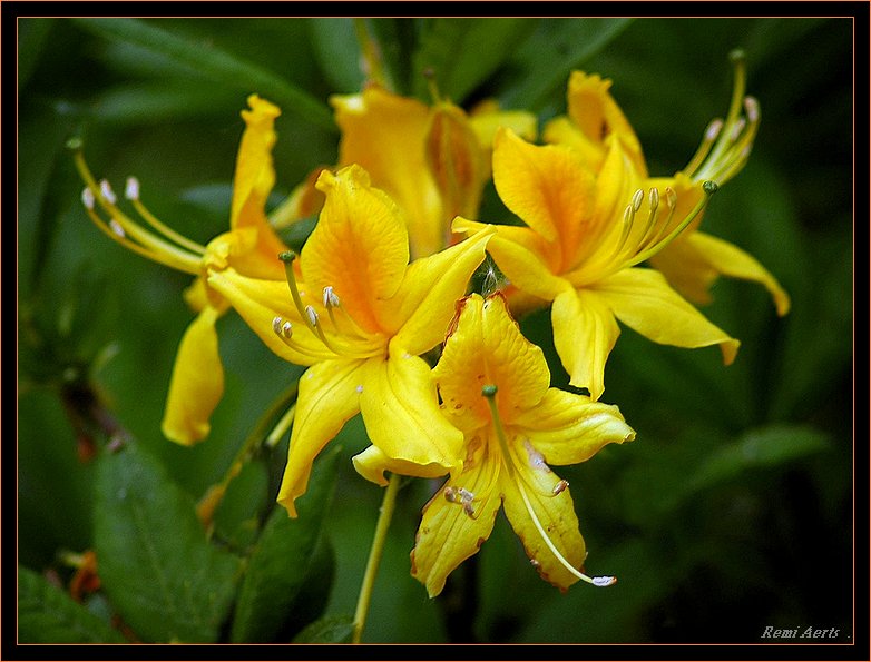 photo "yellow and sunny" tags: nature, macro and close-up, flowers