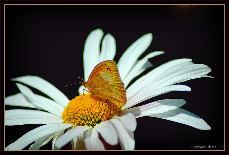 photo "good foot" tags: nature, macro and close-up, flowers