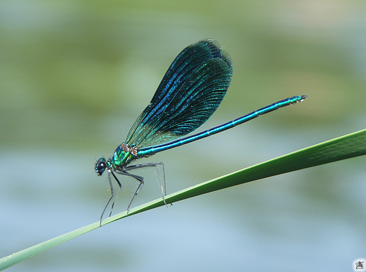 photo "***" tags: nature, insect