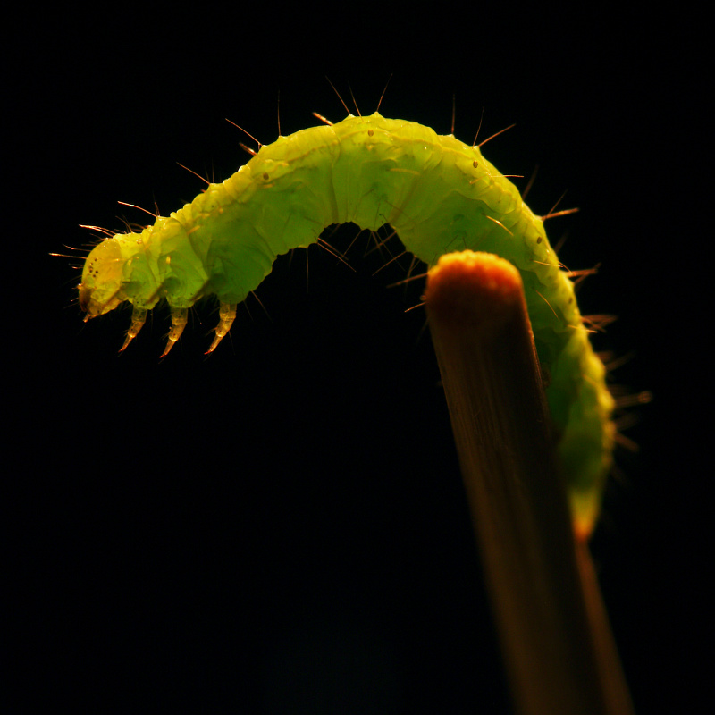 photo "~~" tags: macro and close-up, nature, 