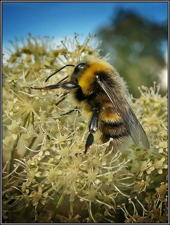 photo "Shaggy bumblebee - 2" tags: macro and close-up, nature, insect