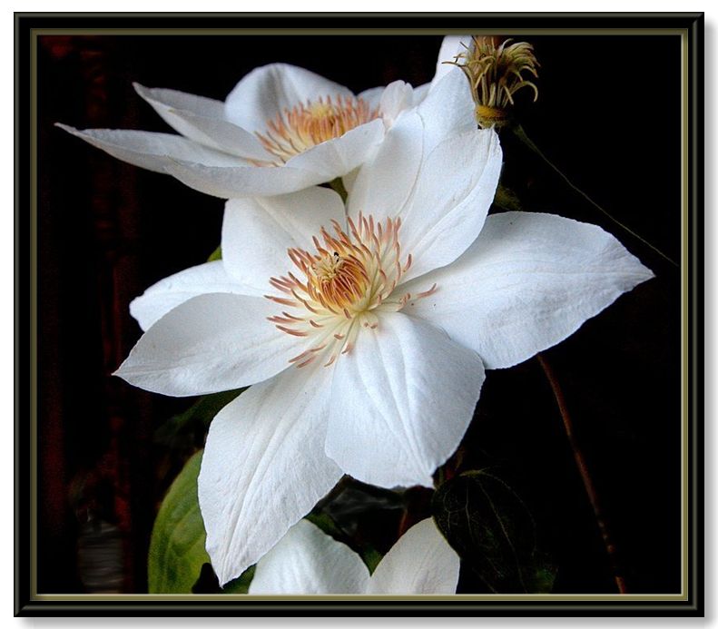 photo "clematis.."Mrs George Jackman"" tags: nature, flowers