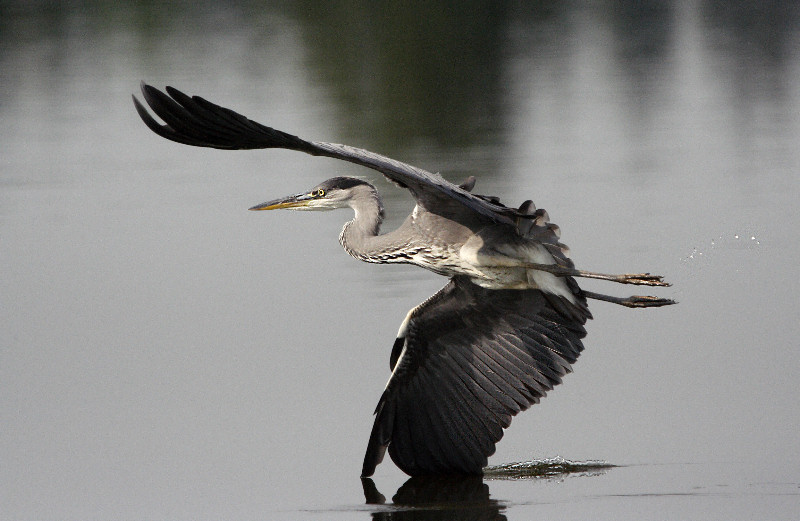 фото "Grey Heron" метки: природа, дикие животные