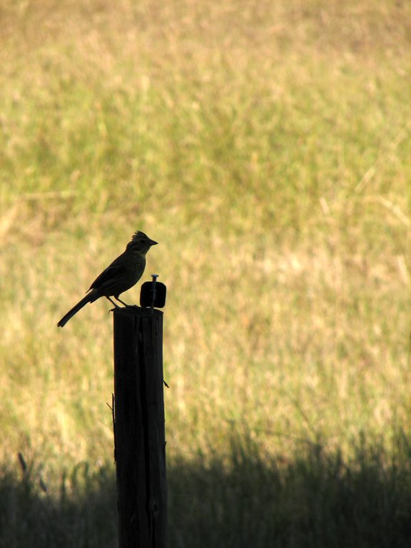 photo "'In the shadow'" tags: nature, landscape, summer, wild animals