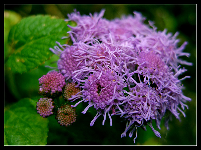 photo "Under Water?" tags: macro and close-up, 