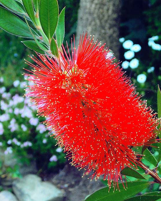 photo "" Callistemon "" tags: macro and close-up, nature, flowers