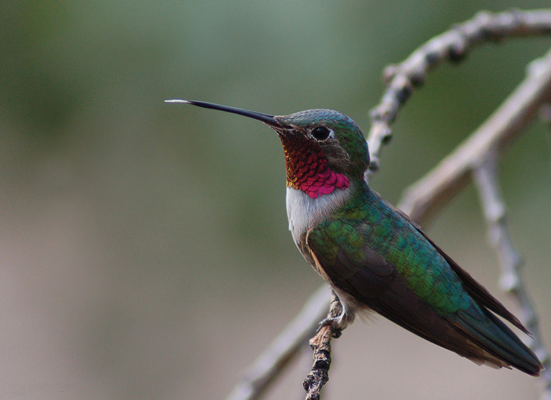 photo "Humming bird" tags: nature, macro and close-up, wild animals