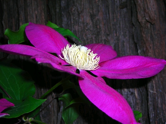 photo "***" tags: nature, flowers