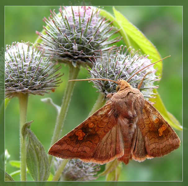 photo "Captive of burdock" tags: nature, macro and close-up, insect