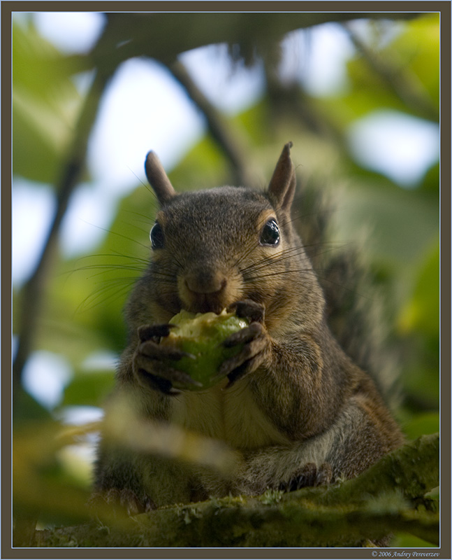 photo "Lunch is Ready" tags: nature, wild animals