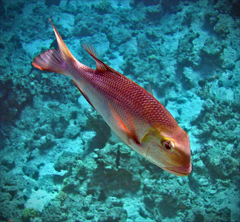 photo "***" tags: underwater, 